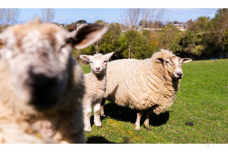 Photo of property in 34 Mahoneys Hill Road, Oceanview, Timaru, 7910