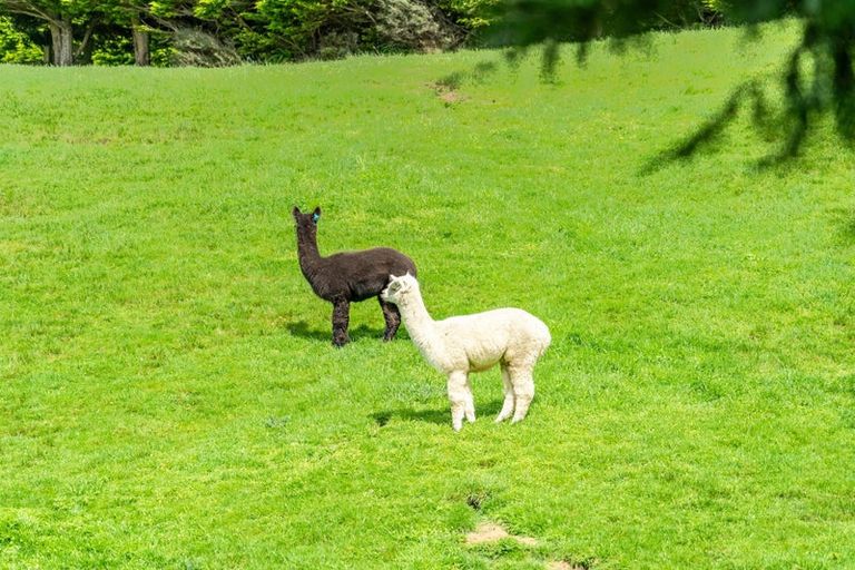 Photo of property in 20 Coroglen Rise, Pukerua Bay, 5026