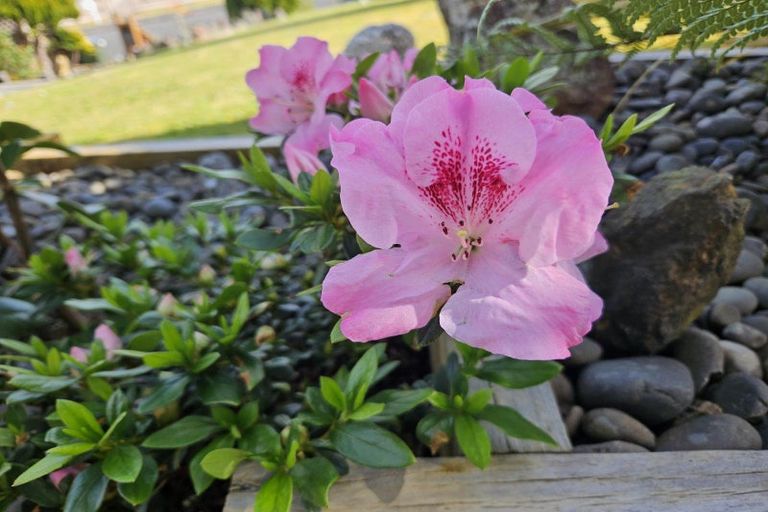 Photo of property in 13 Ridgeway Drive, Te Kamo, Whangarei, 0112