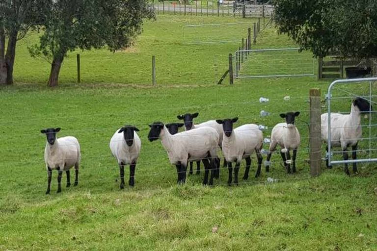 Photo of property in 92 Hickman Road, Onaero, Urenui, 4375