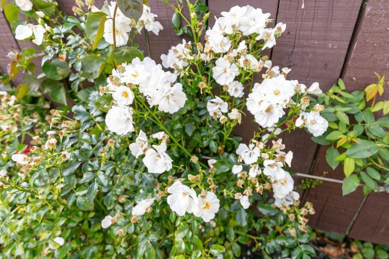 Photo of property in 34 Spencer Street, Crofton Downs, Wellington, 6035