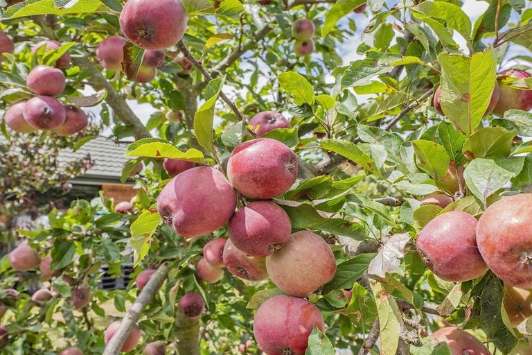 Photo of property in 6/781 East Maddisons Road, Rolleston, 7614