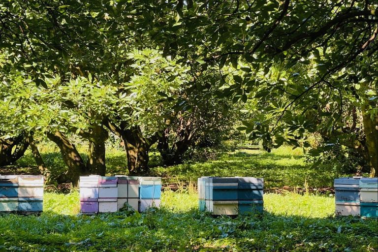 Photo of property in 717a No 3 Road, Te Puke, 3183