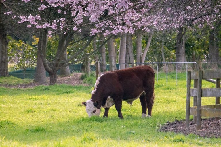 Photo of property in 67d Davison Road, Newstead, Hamilton, 3286