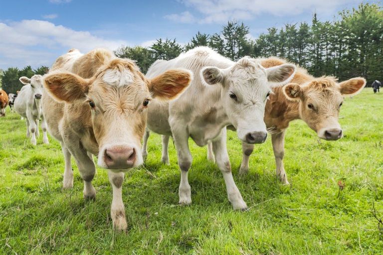 Photo of property in 25 Stephens Road, Leeston, 7682