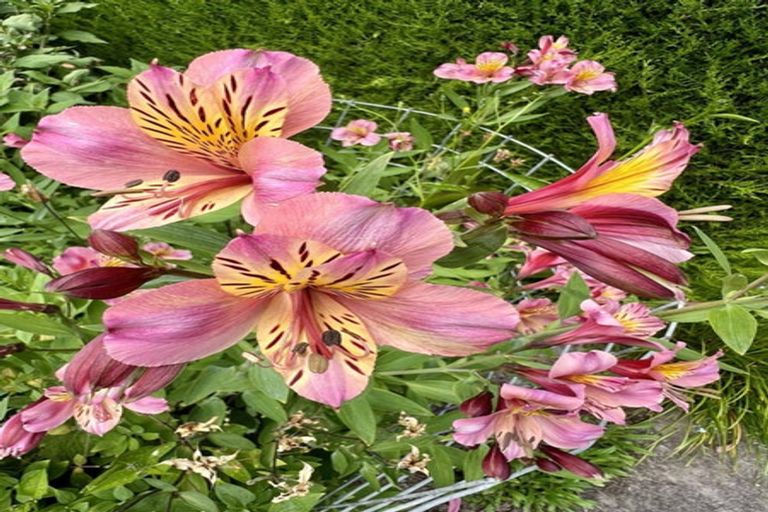 Photo of property in 371 Racecourse Road, Allenton, Ashburton, 7776