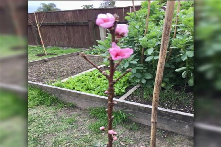 Photo of property in 12 Patrice Place, Massey, Auckland, 0614