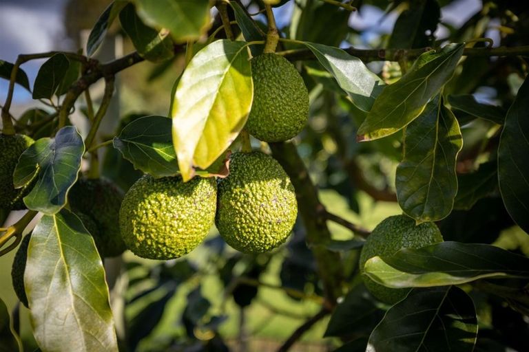 Photo of property in 728 No 1 Road, Te Puke, 3182