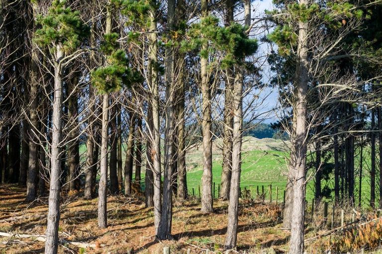Photo of property in 16 Quail Way, Waitarere, Levin, 5510