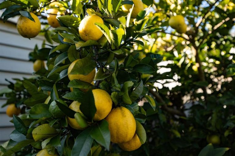 Photo of property in 199 Galloway Street, Hamilton East, Hamilton, 3216