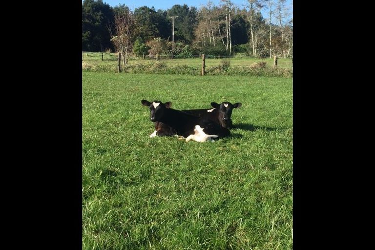 Photo of property in 53 Mangakaretu Road, Waipapa, Kerikeri, 0295