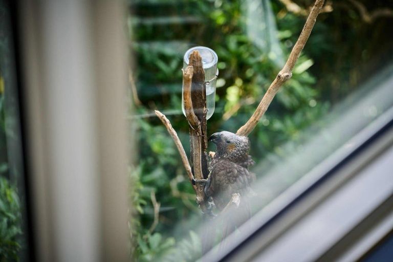 Photo of property in 64a Orangi Kaupapa Road, Northland, Wellington, 6012