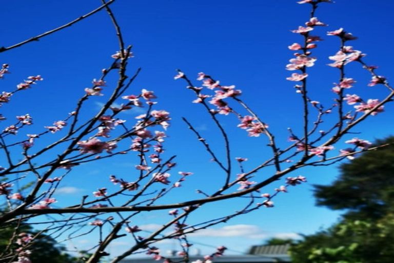 Photo of property in 4 Selwyn Avenue, Glen Eden, Auckland, 0602