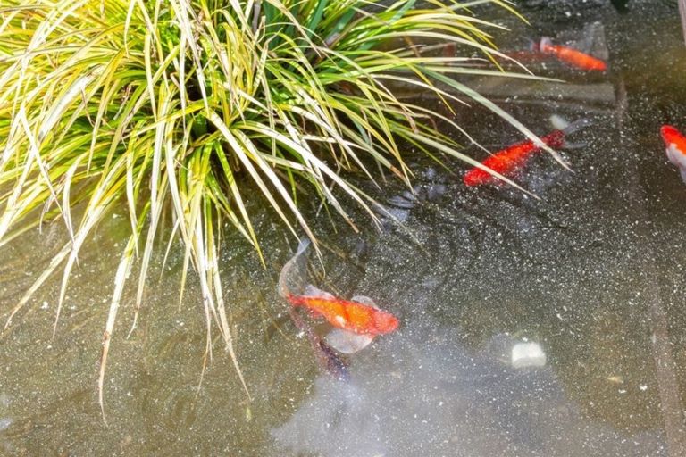 Photo of property in 50 Beattie Road, Kawerau, 3127