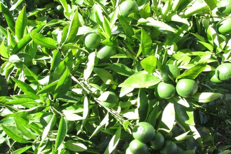 Photo of property in 8 Jellicoe Avenue, Wairoa, 4108