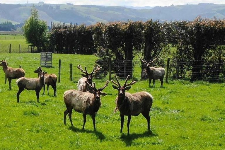 Photo of property in 68 Currie Road, Woodside, Outram, 9073