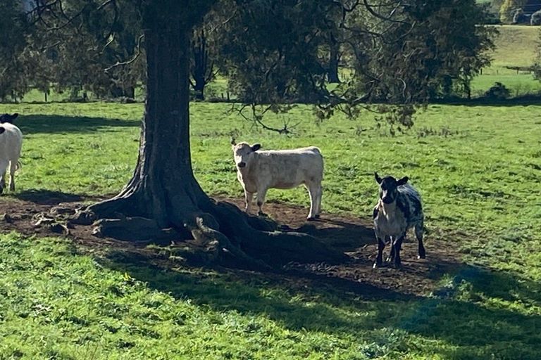 Photo of property in 305 Waitetuna Valley Road, Waitetuna, Raglan, 3295