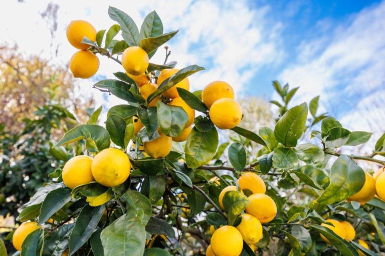 Photo of property in 2 Oban Place, Awapuni, Palmerston North, 4412