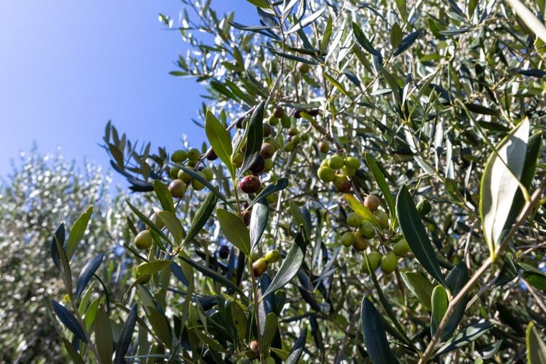 Photo of property in 32 Ara Lane, Kerikeri, 0230