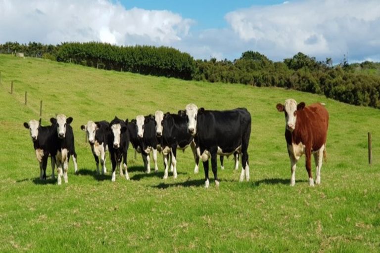 Photo of property in 286 Rehutai Road, Baylys Beach, Dargaville, 0377