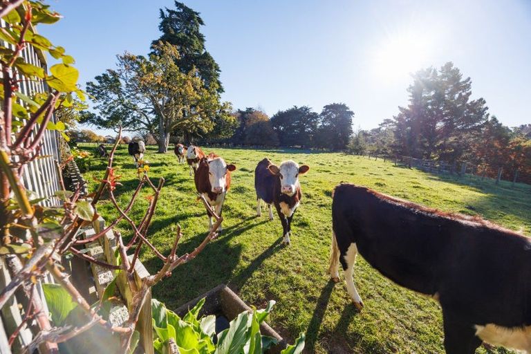Photo of property in 34 Hazelhurst Line, Kelvin Grove, Palmerston North, 4470