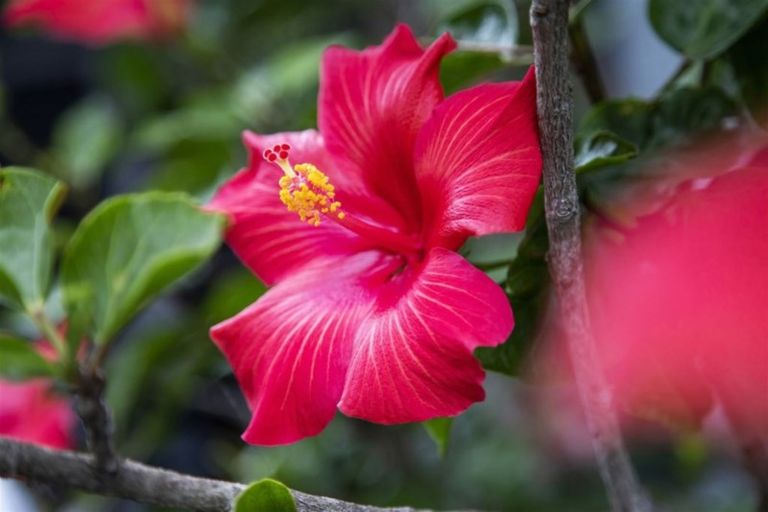 Photo of property in 19 Stonehurst Avenue, Waiuku, 2123