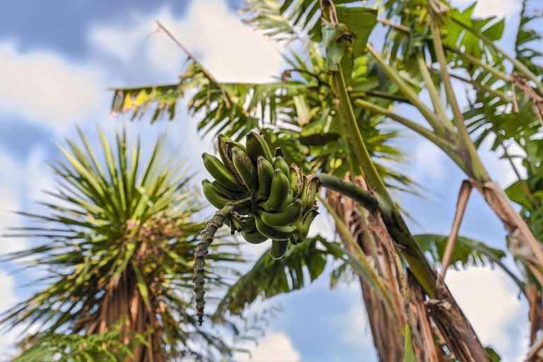 Photo of property in 98 Leinster Avenue, Raumati South, Paraparaumu, 5032