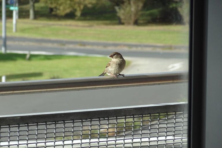 Photo of property in Albany Central, 16a/210 Dairy Flat Highway, Albany, Auckland, 0632