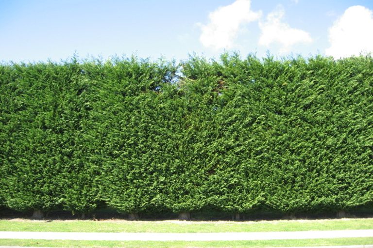 Photo of property in 14 Orange Lane, Bethlehem, Tauranga, 3110