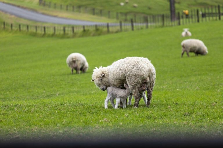 Photo of property in 331 Pukapuka Road, Pohuehue, Warkworth, 0983