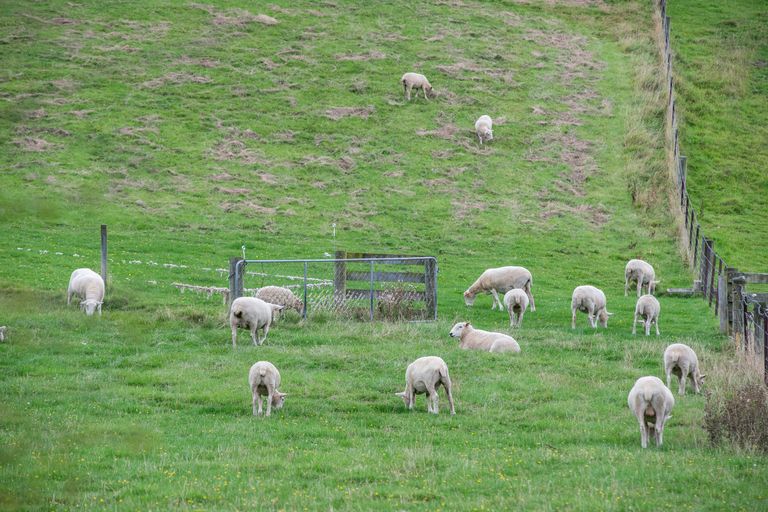 Photo of property in 16 Woodside Road, Woodside, Outram, 9073