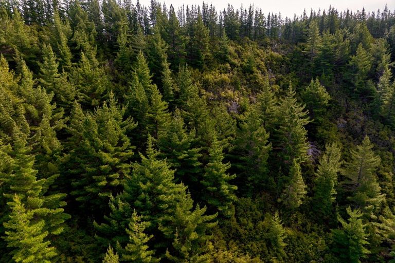 Photo of property in 895 Waikakaho Road, Tuamarina, Blenheim, 7273