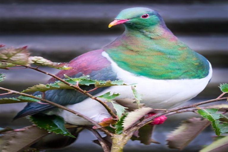 Photo of property in 53 Porika Road, Rotoroa, Murchison, 7077