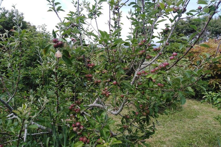 Photo of property in 133 Kohaihai Road, Karamea, 7893