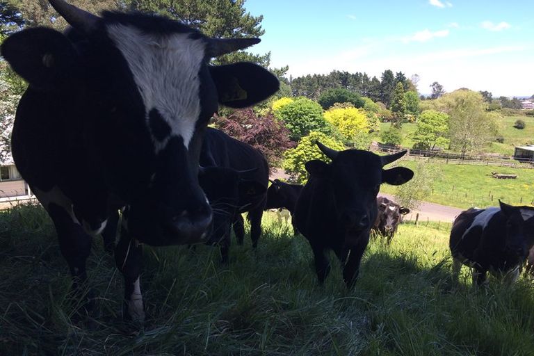 Photo of property in 49 Peacockes Lane, Peacocke, Hamilton, 3282