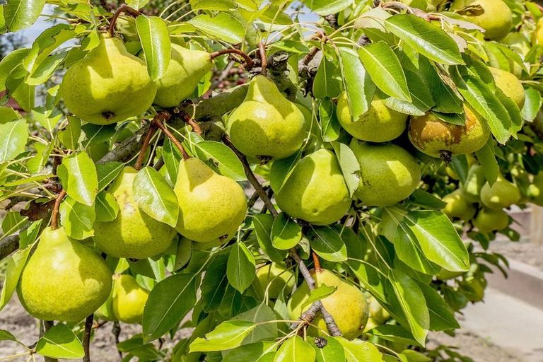 Photo of property in 6/781 East Maddisons Road, Rolleston, 7614