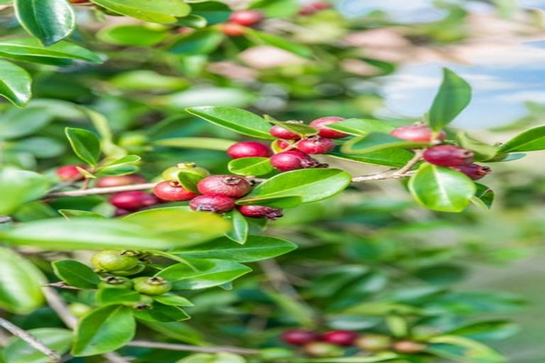 Photo of property in 70 Kaurilands Road, Titirangi, Auckland, 0604