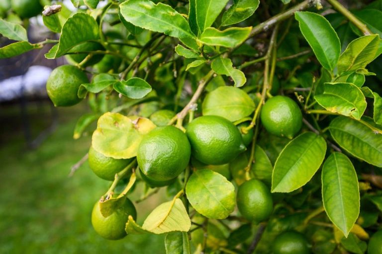 Photo of property in 56a Newton Place, Westbrook, Palmerston North, 4412