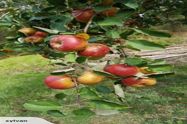 Photo of property in 341 Rimmer Road, Helensville, 0875