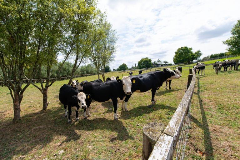 Photo of property in 4872 Ohaupo Road, Te Awamutu, Ohaupo, 3883