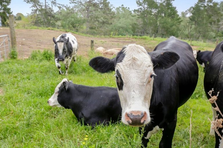 Photo of property in 237 Taihoa Road South, Matamata, 3473