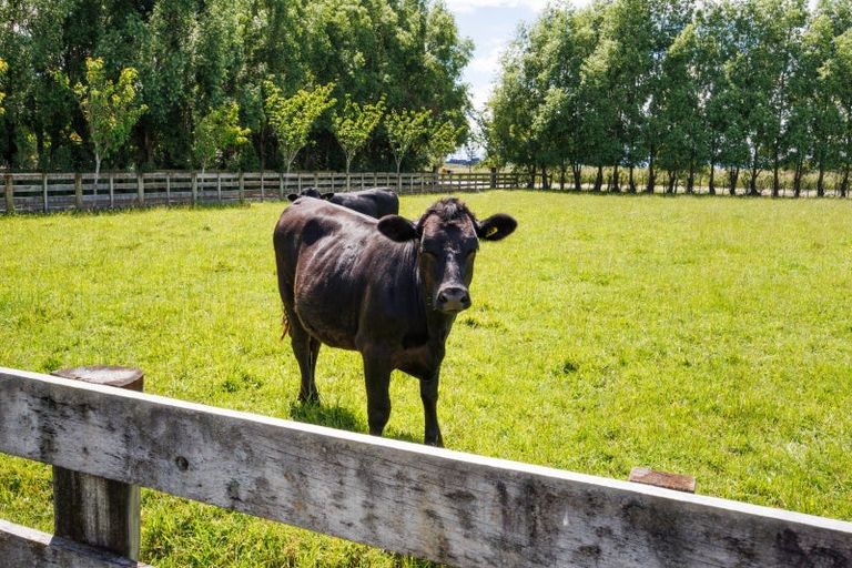 Photo of property in 61 Mount Stewart Halcombe Road, Sanson, Palmerston North, 4479