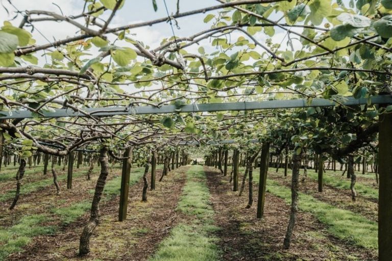 Photo of property in 568 Te Puke Highway, Te Puke, 3187