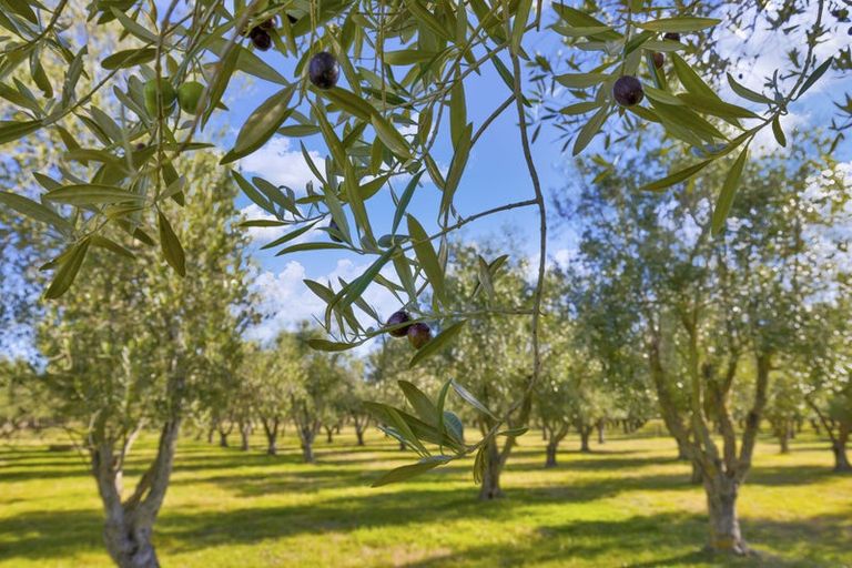 Photo of property in 327 Georges Road, Glasnevin, Amberley, 7482