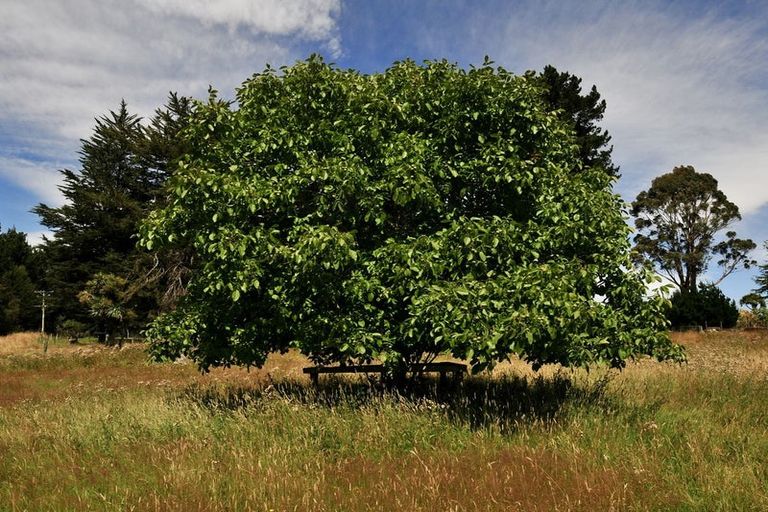 Photo of property in 20 Mckenzie Road, Livingstone, Oamaru, 9491