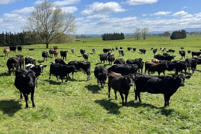 Photo of property in 66 Reid Road, Ngahinapouri, Ohaupo, 3882