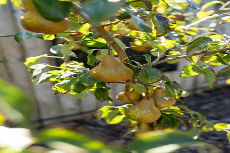 Photo of property in 16 Honiss Place, Cambridge, 3434