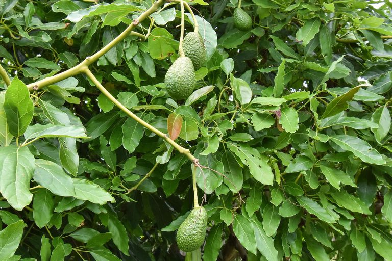 Photo of property in 159 Old Wairoa Road, Papakura, 2110