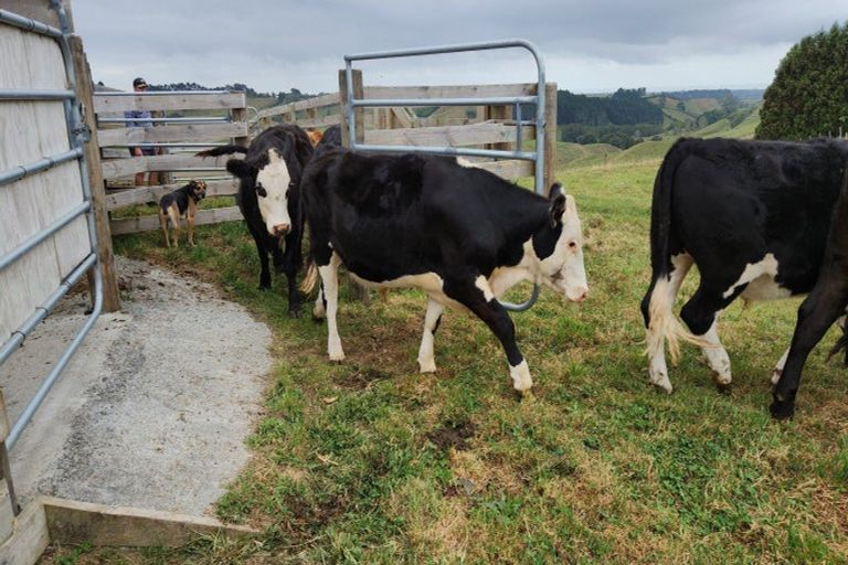 Photo of property in 931b Lincoln Road, Huirangi, Inglewood, 4389