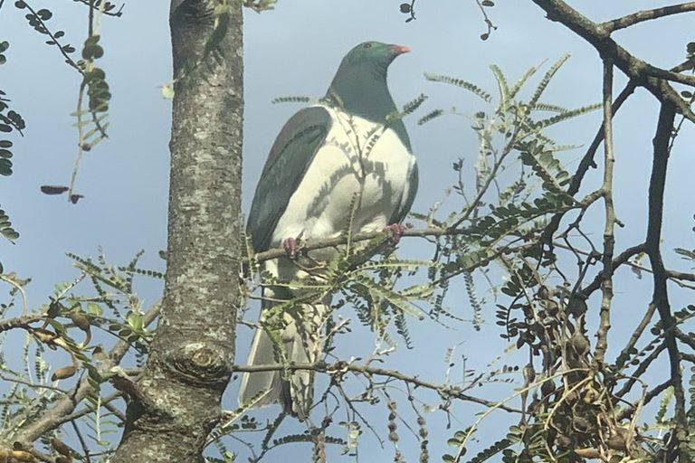 Photo of property in 6 Park Avenue Mews, Ohakune, 4625